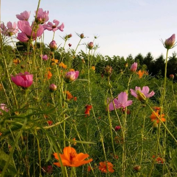 ✌️DirtySweetVintage✌️ - Picture 5 of 6